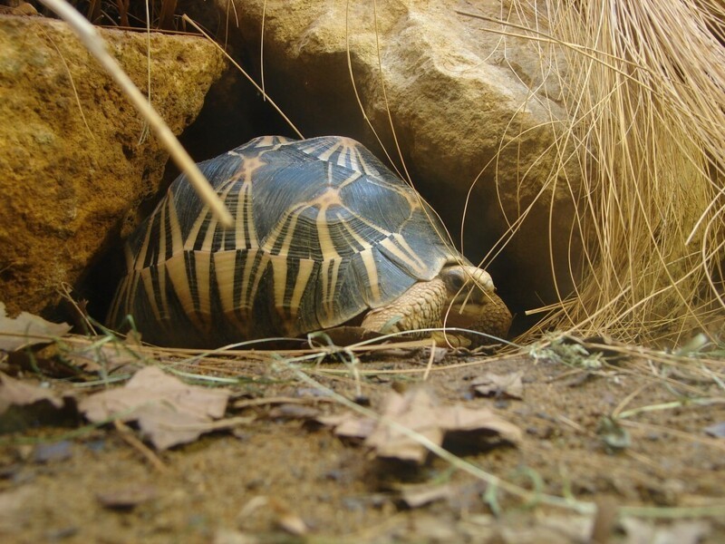Лучистые черепахи (188 лет)