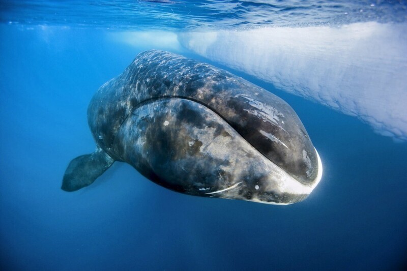 Гренландские киты (211 лет)