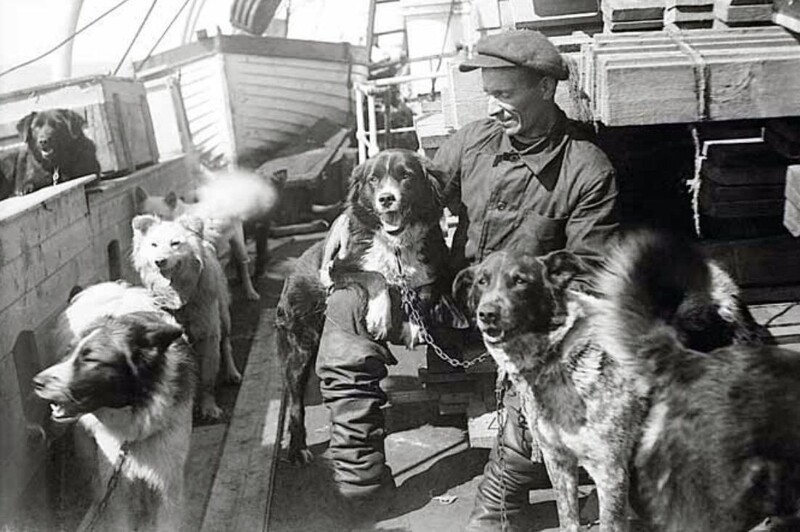 Ездовые собаки — надежный транспорт Арктики. На борту экспедиционного судна, 1930 г.