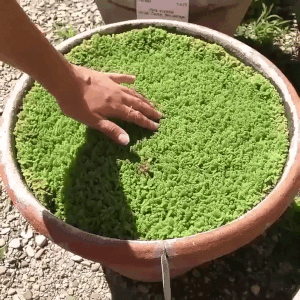 Разные гифки