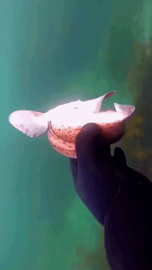 Разные гифки