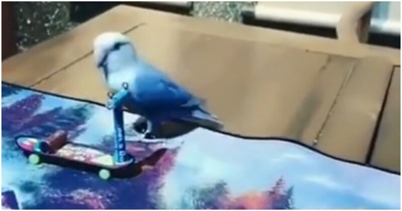Один из самых талантливых попугаев, что вы видели