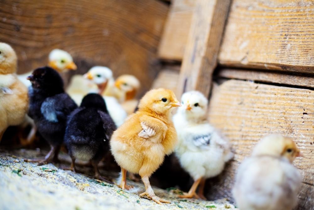 Почему цыплят лучше всего считать по осени
