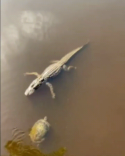 о, зелёный, здаров