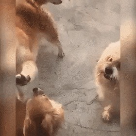 Гифки с собаками