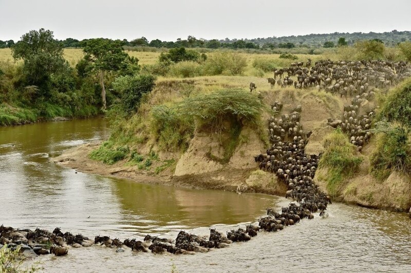 Вереница животных переходит через реку. (Фото: AFP PHOTO/Carl de Souza).