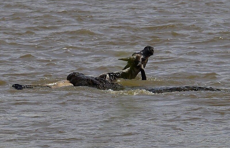 Смертоносная атака крокодила. (Фото: AFP PHOTO/Carl de Souza).