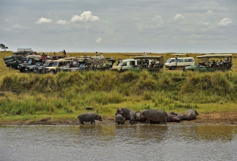 Туристы наблюдают за бегемотами уреки Мара в Кении. (Фото: AFP PHOTO/Carl de Souza).