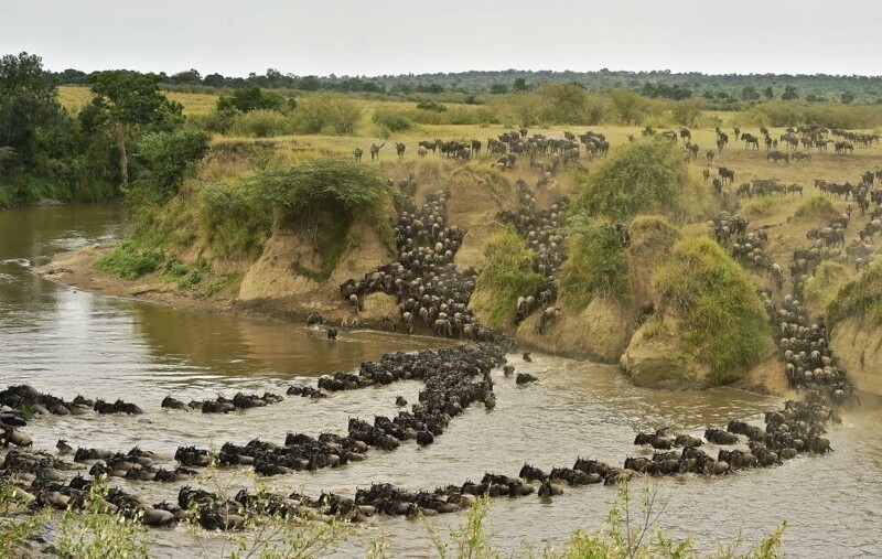 Огромное стадо переходит через реку Мара в Кении. (Фото: AFP PHOTO/Carl de Souza).