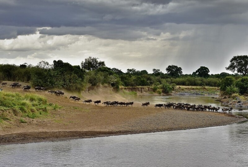 Стадо антилоп гну готовится перейти через реку. (Фото: AFP PHOTO/Carl de Souza).