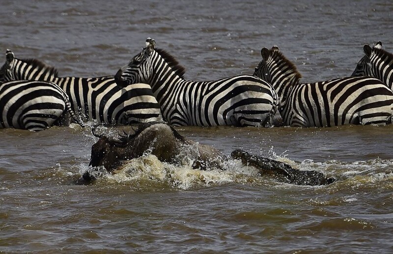 Крокодил атакует зебру во время переправы через реку Мара. (Фото: AFP PHOTO/Carl de Souza).