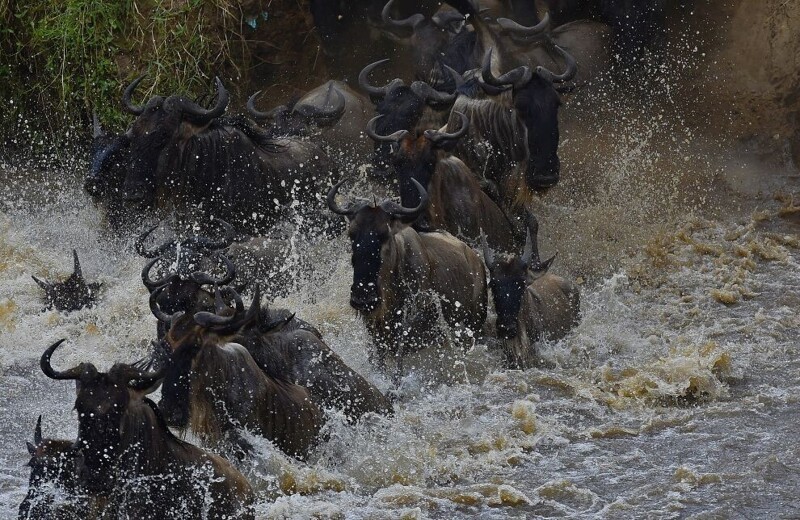 От огромного количества антилоп вода просто бурлит. (Фото: AFP PHOTO/Carl de Souza).