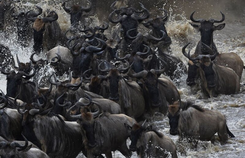  Антилопы гну выходят из реки. (Фото: AFP PHOTO/Carl de Souza)