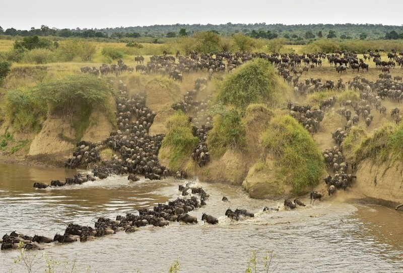  Во время путешествия, животные преодолевают более 800 километров. Самая трудная его часть состоит в преодолении реки Мара. (Фото: AFP PHOTO/Carl de Souza).