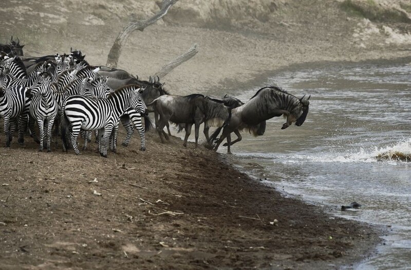 Антилопы гну и зебры начинают переправу через реку Мара в Кении. (Фото: AFP PHOTO/Carl de Souza).