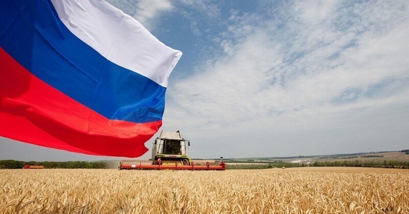 Египет засыпало российским зерном. Россия обеспечила 80% поставок пшеницы в страну