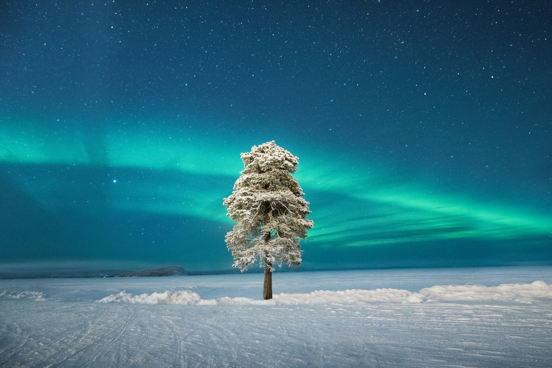 Одинокое дерево под скандинавским северным сиянием. Автор - Том Арчер, Великобритания. Второе место в категории "Полярное сияние"
