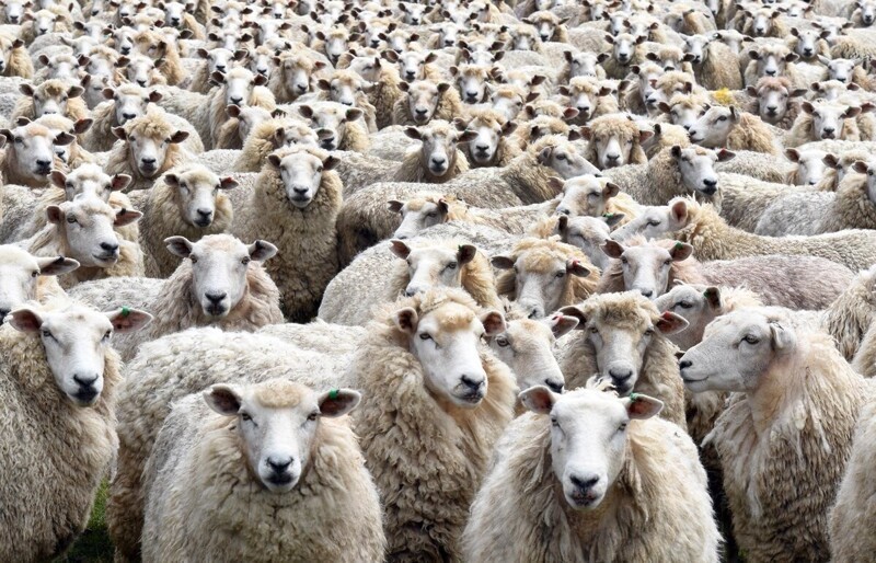 О том как овцы пожирали людей