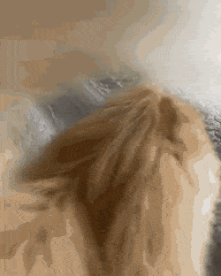 Гифки с кошками