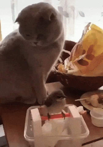 Гифки с кошками