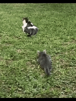 Гифки с кошками