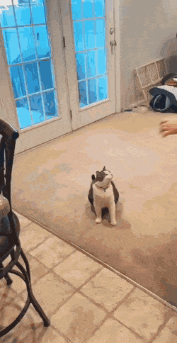 Гифки с кошками