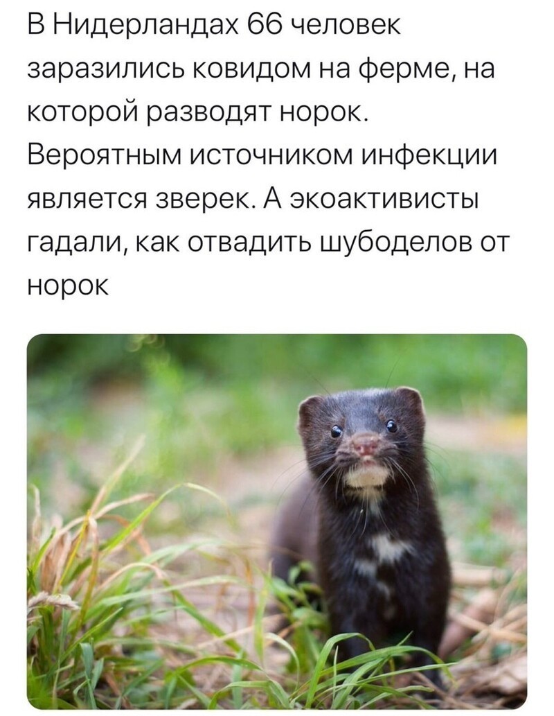 Политические комментарии из инета