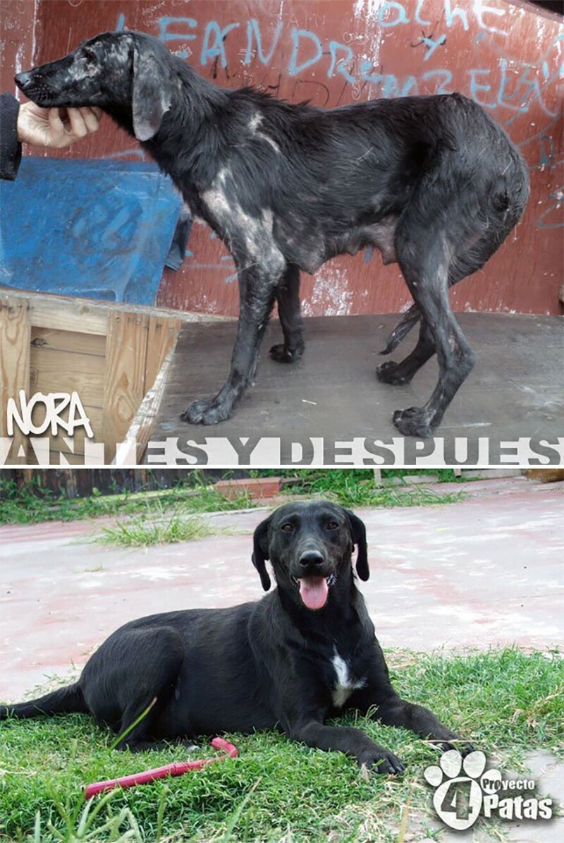 Эта больная собака бродила по улицам Аргентины и никому не было до неё дела. Но волонтёры не оставили бедняжку в беде и сделали всё возможное, чтобы подарить ей второй шанс на жизнь
