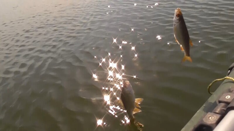Видео - Ловля плотвы на поплавочную удочку. Рыба клюет как из пулемёта!