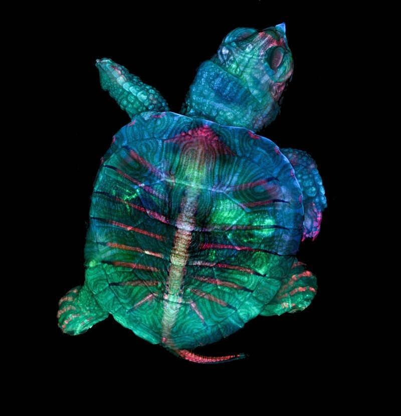 Удивительная фотография зародыша черепахи под микроскопом
