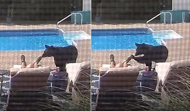 Дикого медведя заинтересовала обувь на ногах уснувшего перед собственным бассейном американца