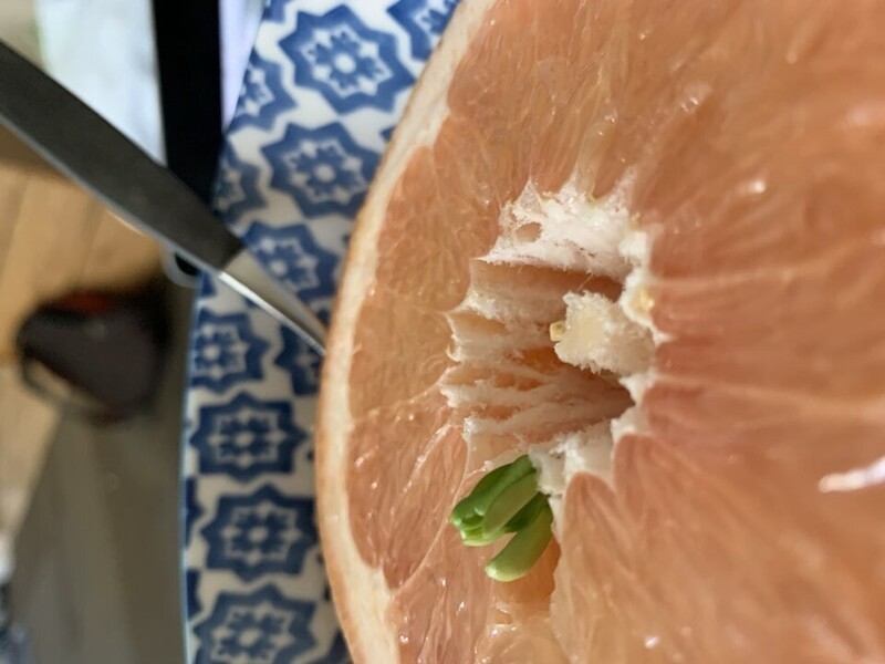 Проросшая семечка грейпфрута
