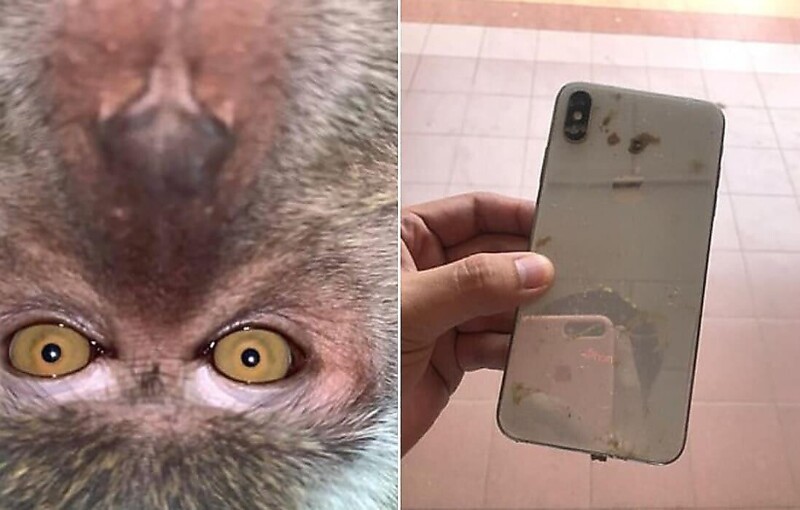 Обезьяна украла смартфон студента и сделала на него массу снимков