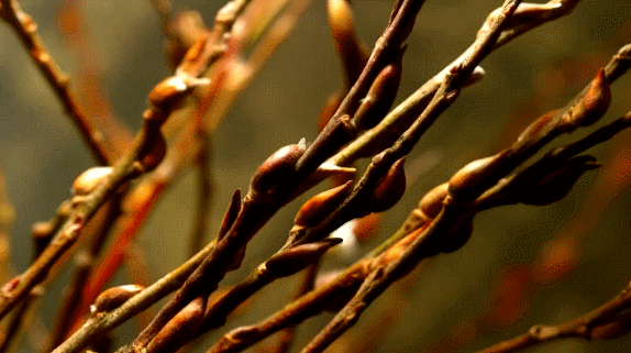 Гифки Гифки