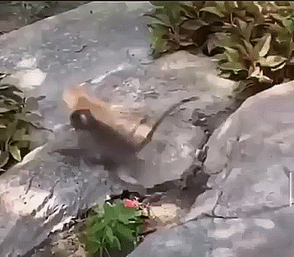 Гифки Гифки