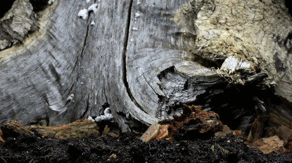 Гифки Гифки