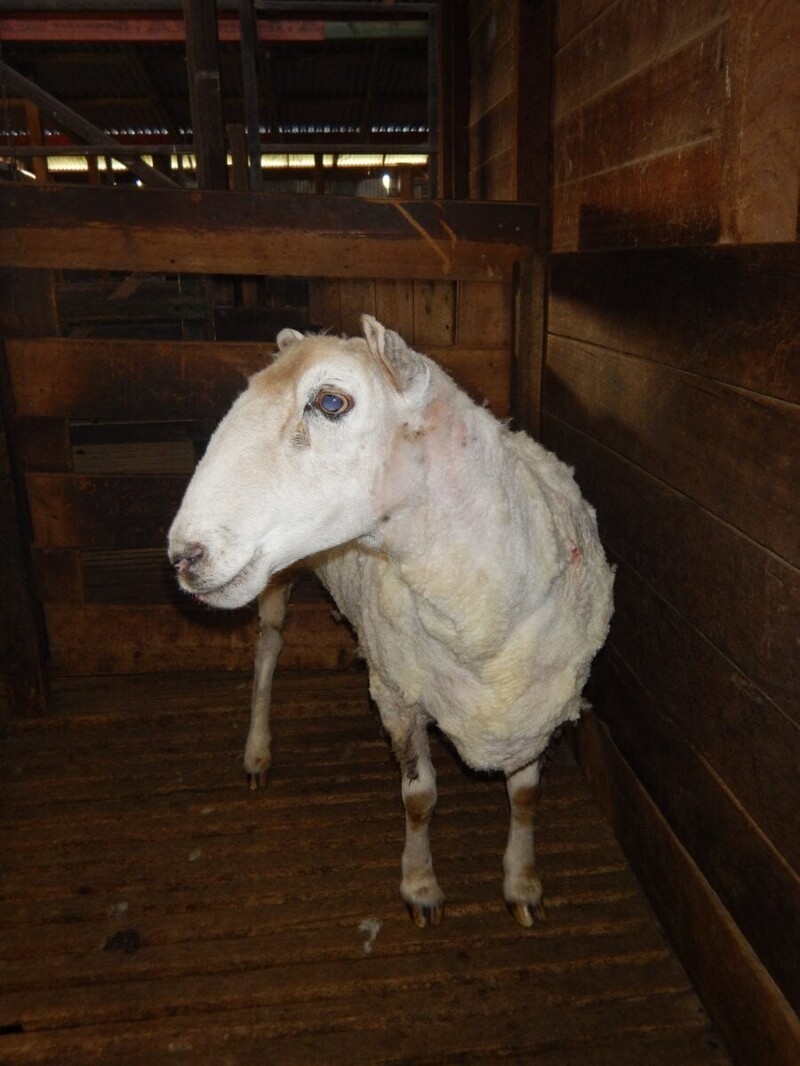 Вот так выглядит овечка, избавившись от своей тяжкой ноши