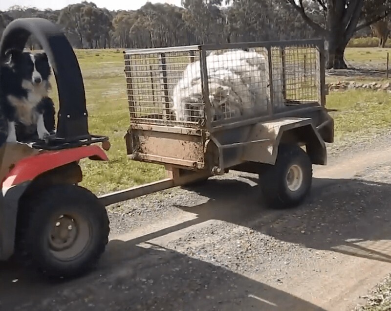 Австралийские зоозащитники спасли огромный ком шерсти, который оказался овцой
