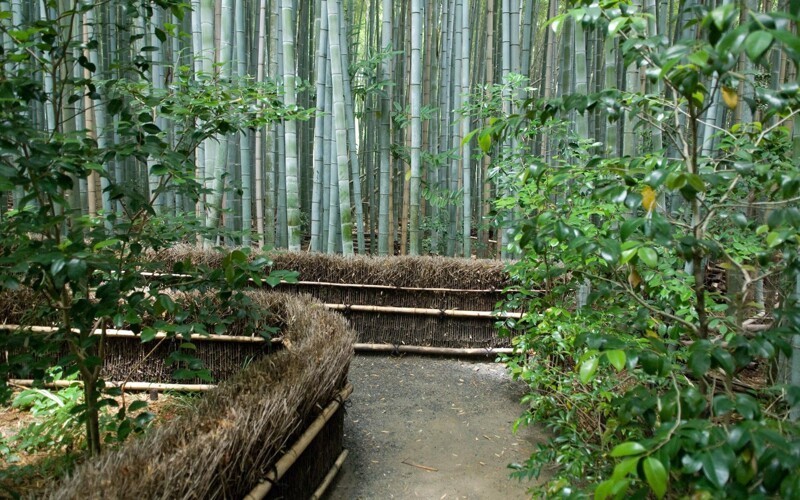 Феномен цветения бамбука