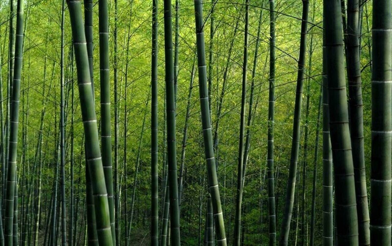 Феномен цветения бамбука