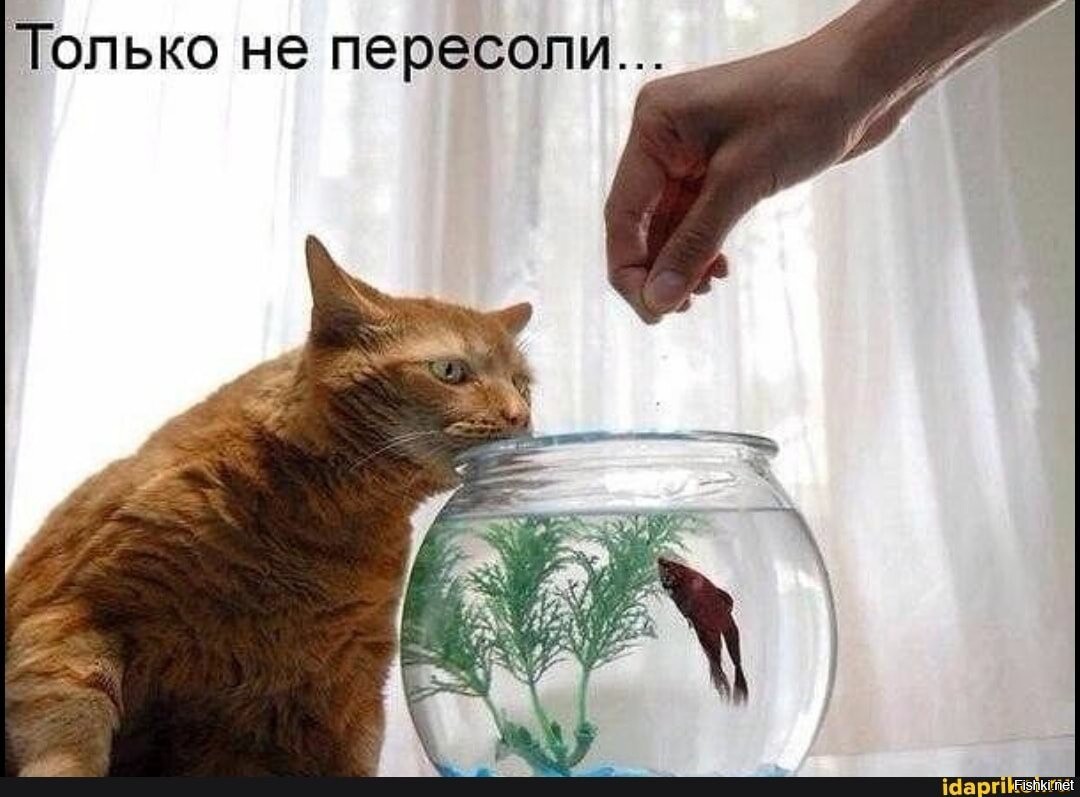 кот и рыбка картинки
