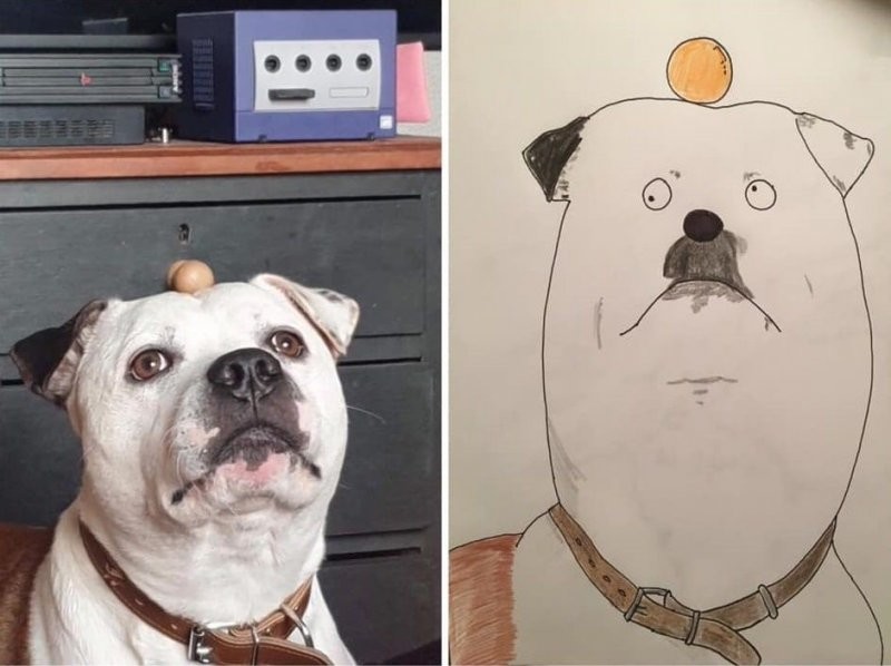 Мужчина рисует портреты домашних животных, чтобы собрать деньги на благотворительность