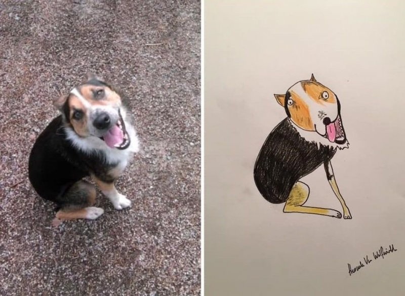 Мужчина рисует портреты домашних животных, чтобы собрать деньги на благотворительность