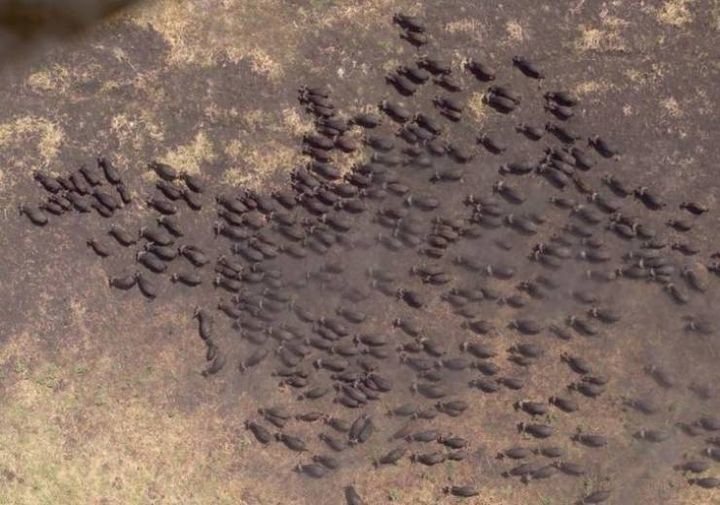 Стадо буйволов в Африке