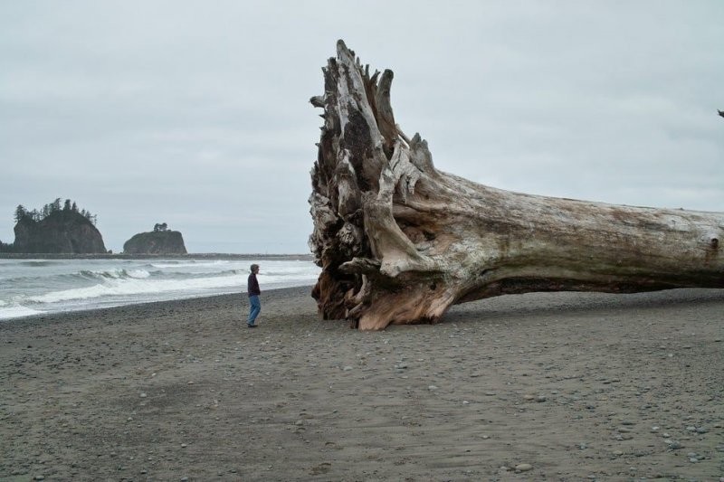 52-метровое дерево, которое выбросило на берег