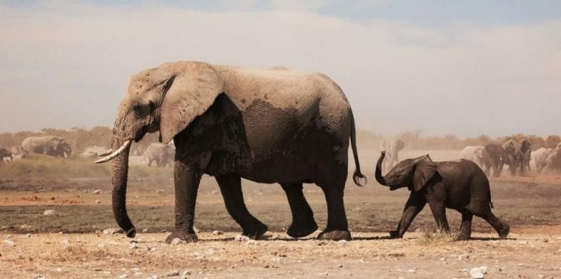 Старые самцы в стаде жизненно важны для слоновьих сообществ