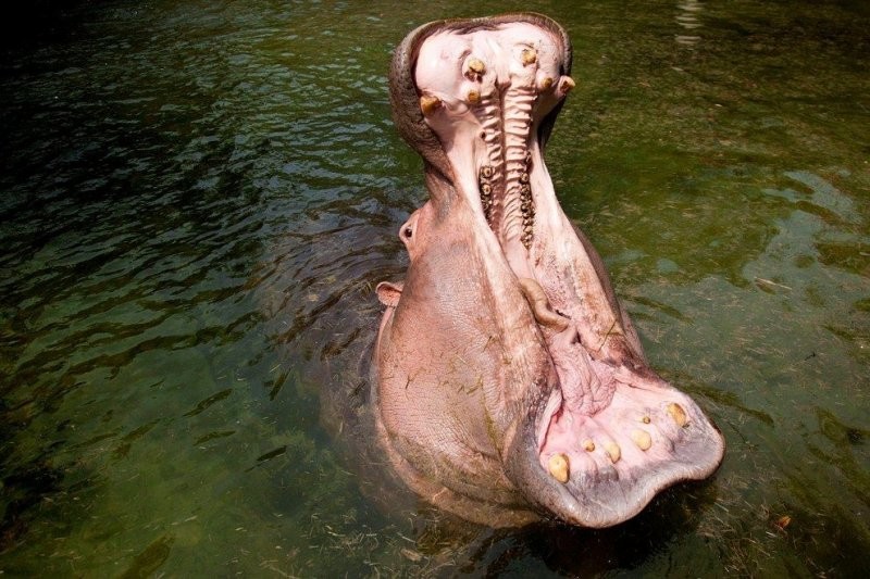 Чистка зубов бегемота в Шанхайском зоопарке