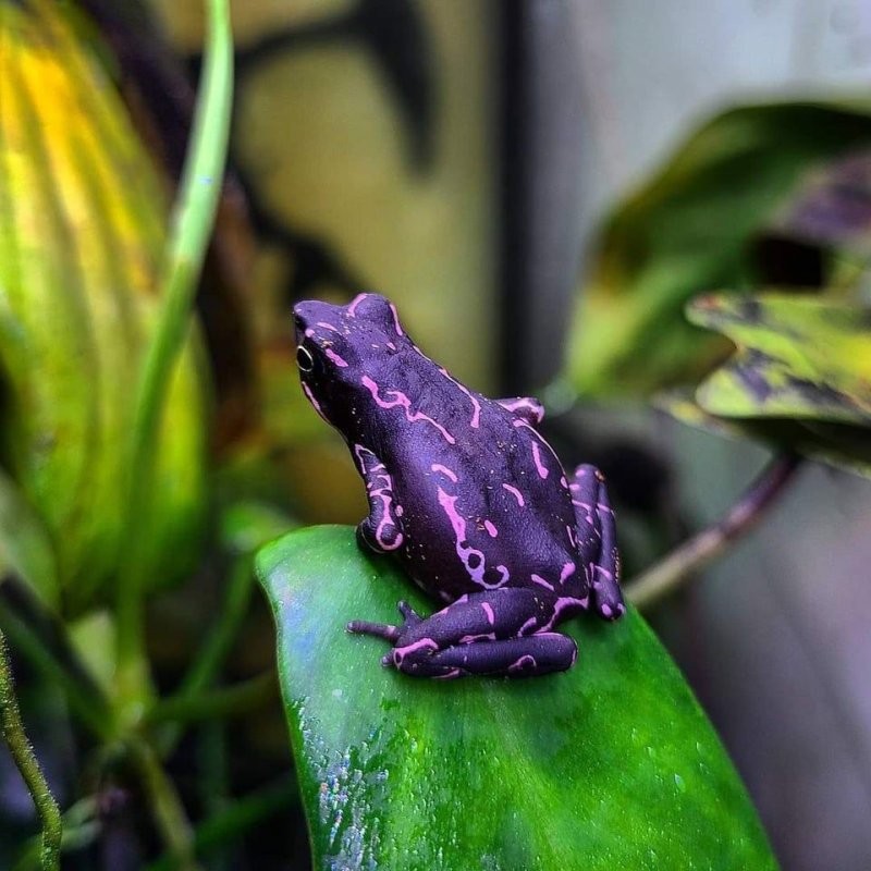 Фиолетовая лягушка Atelopus barbotini, находящаяся под угрозой исчезновения