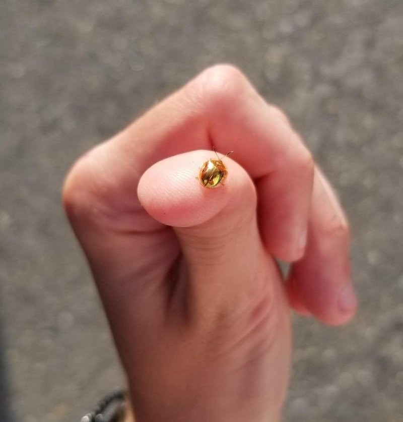 Просто маленький «золотой» жук