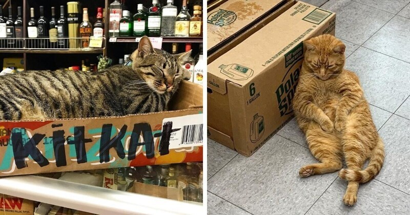 Это не кот живёт у вас, это вы живёте у кота: 16 котиков, которые поселились в магазинах